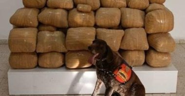 A sniffer dog stands in front of the seized drugs, Van, eastern Turkey, Aug. 1, 2022. (DHA Photo)