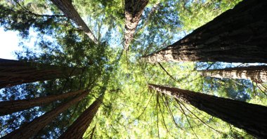 California redwoods in Yosemite National Park, California, U.S., Nov. 4, 2018. (Alamy Photo via Reuters)