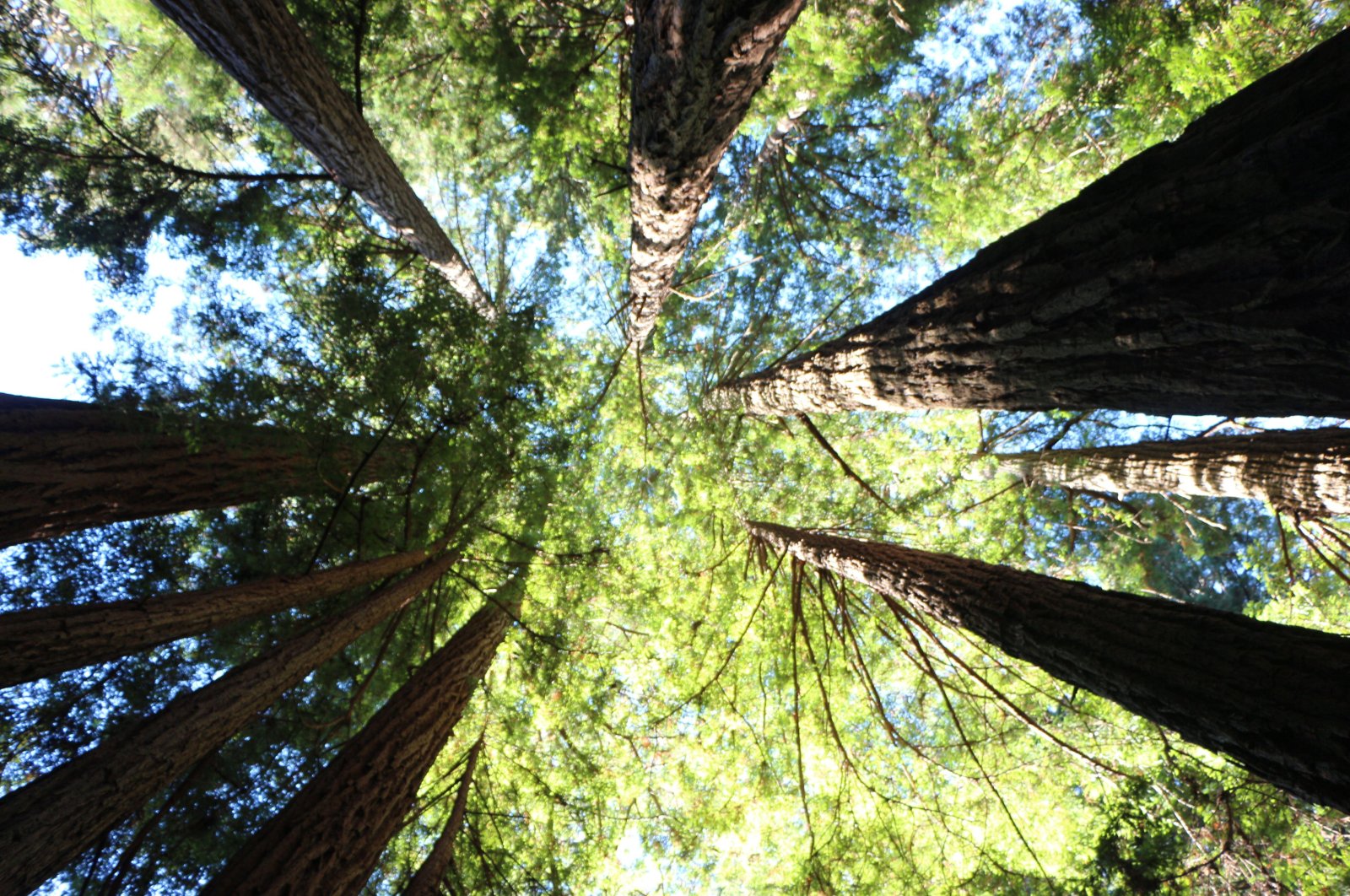 Menyembunyikan pohon tertinggi di dunia: California menciptakan raksasa tak terlihat