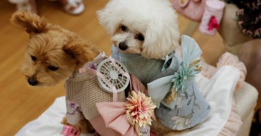 A 9-year-old female Pomeranian and Poodle Mix named Moco and 8-year-old female Poodle named Purin wear battery-powered fan  outfits for pets, developed by Japanese maternity clothing maker "Sweet Mommy," in Tokyo, Japan, July 28, 2022. (Reuters Photo)