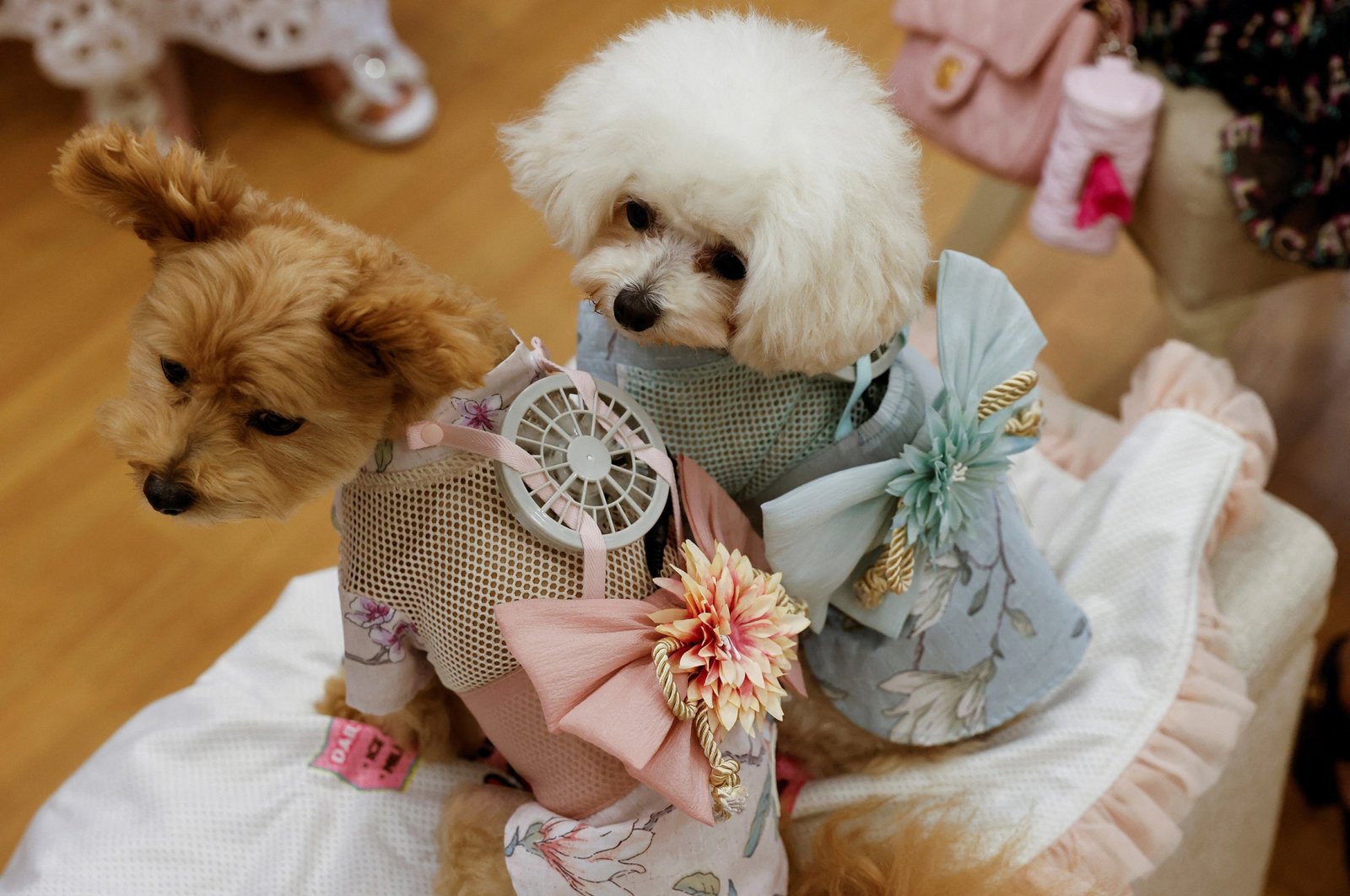 A 9-year-old female Pomeranian and Poodle Mix named Moco and 8-year-old female Poodle named Purin wear battery-powered fan  outfits for pets, developed by Japanese maternity clothing maker &quot;Sweet Mommy,&quot; in Tokyo, Japan, July 28, 2022. (Reuters Photo)