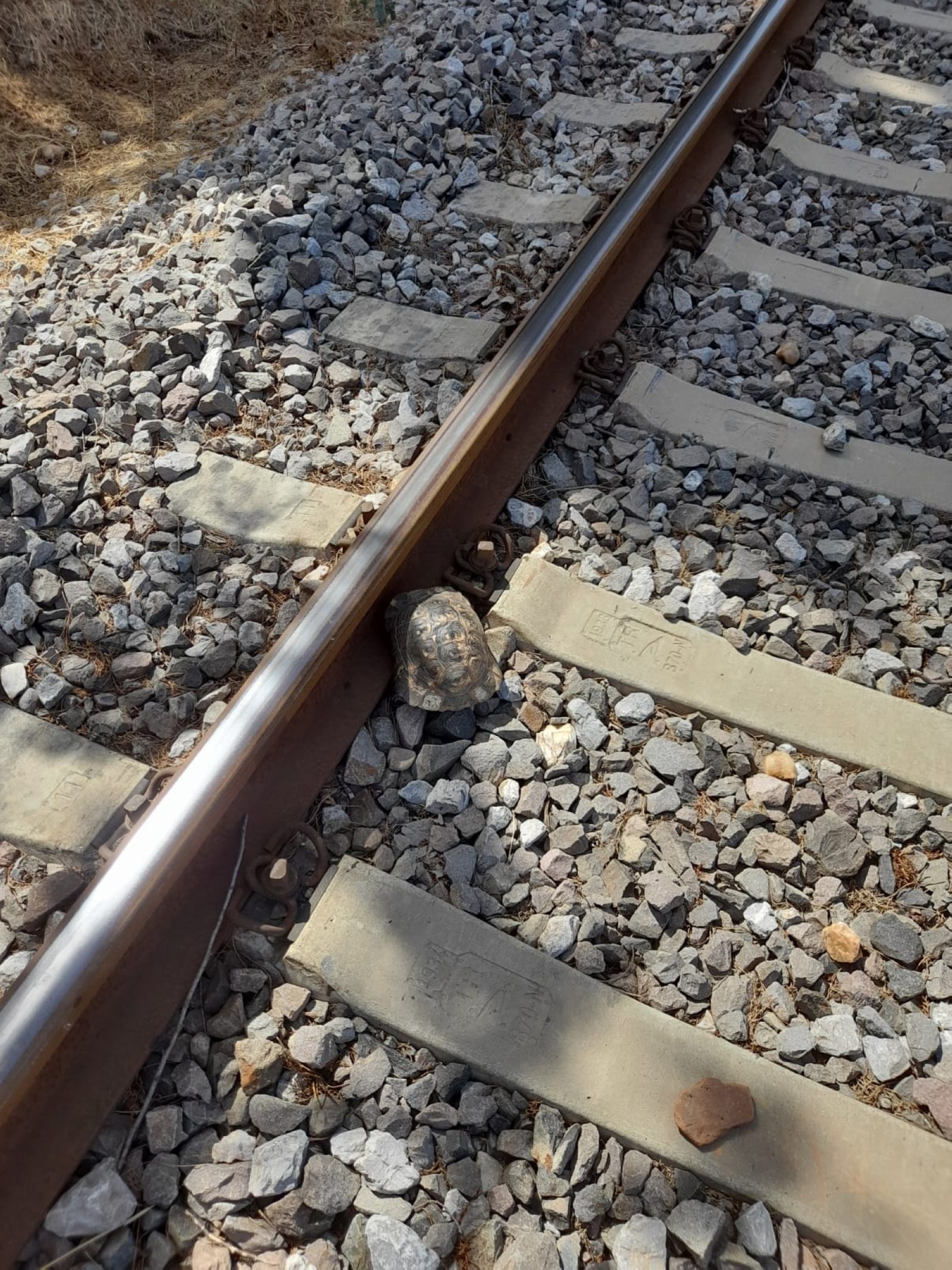 Seekor kura-kura terjebak di trek, di Manisa.  (FOTO OLEH FATMA DAMLA KAYAYERL) 
