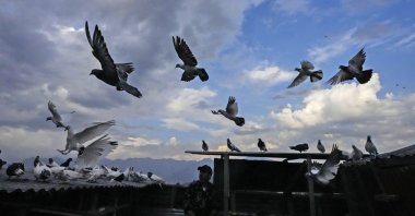 A Kashmiri pigeon handler feeds his pigeons from his rooftop in Srinagar, Indian-occupied Kashmir, June 17, 2022. (AP Photo)