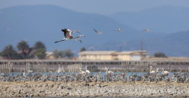 View of baby flamingos in Gediz Delta, in Izmir, western Turkey, Aug. 4, 2022. (AA PHOTO) 