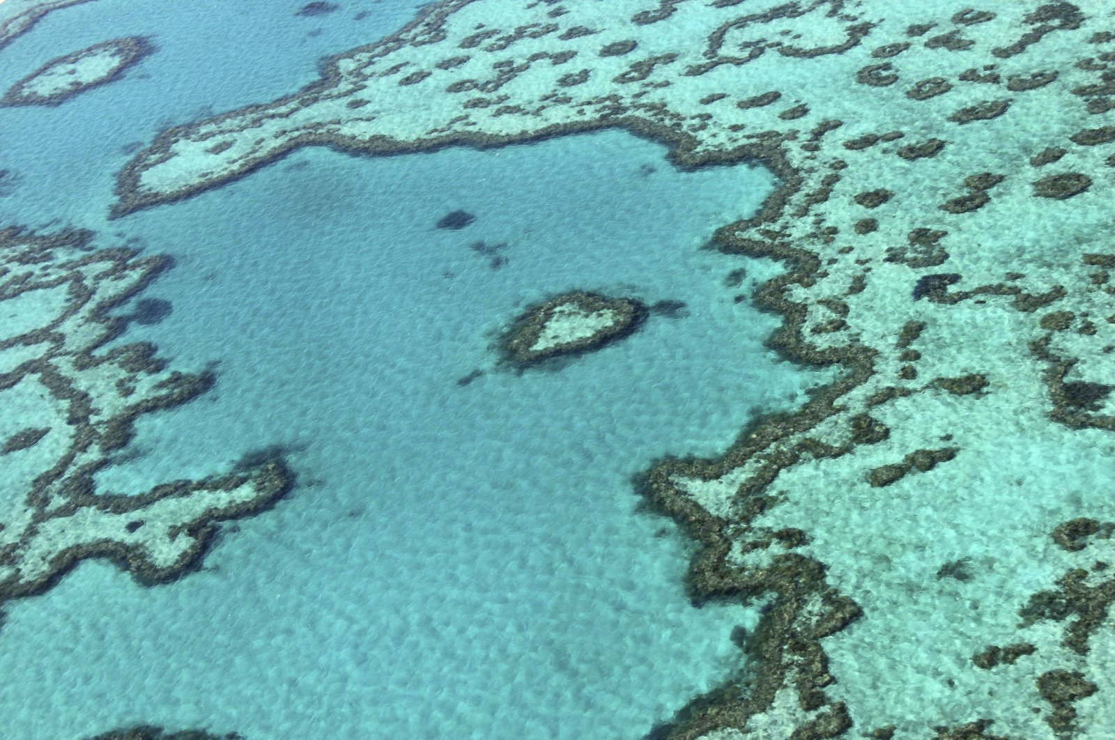 Karang Great Barrier Reef bangkit kembali namun masih rapuh: Laporkan