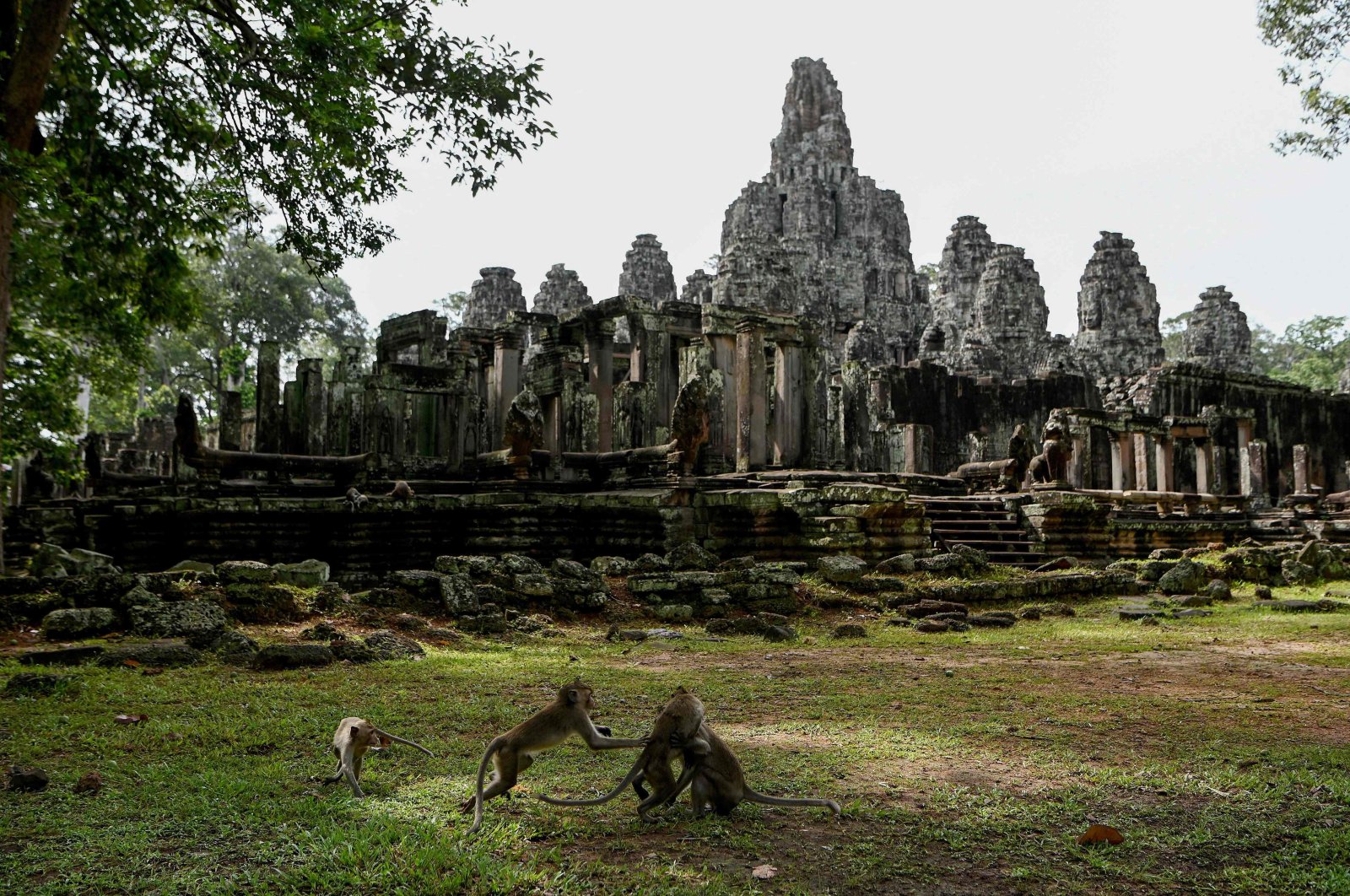 This photo shows macaque monkeys next to Bayon Temple in Angkor Park in Siem Reap province, Cambodia, July 7, 2022. (AFP Photo)