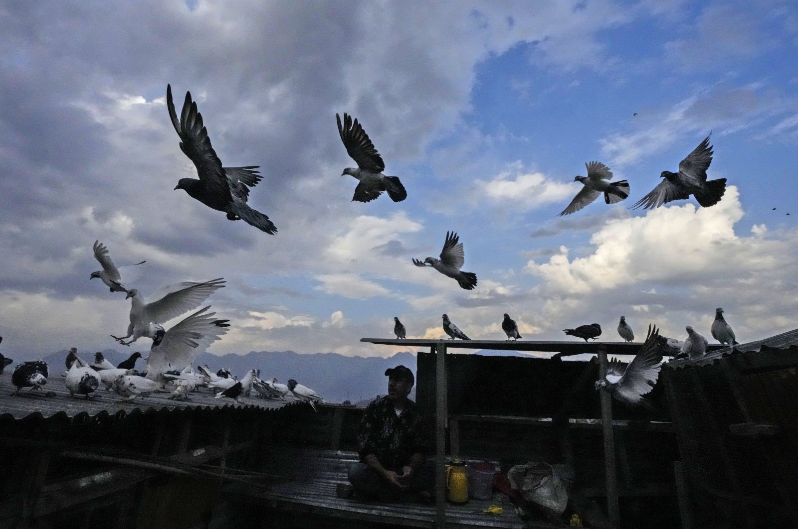 A Kashmiri pigeon handler feeds his pigeons from his rooftop in Srinagar, Indian-occupied Kashmir, June 17, 2022. (AP Photo)