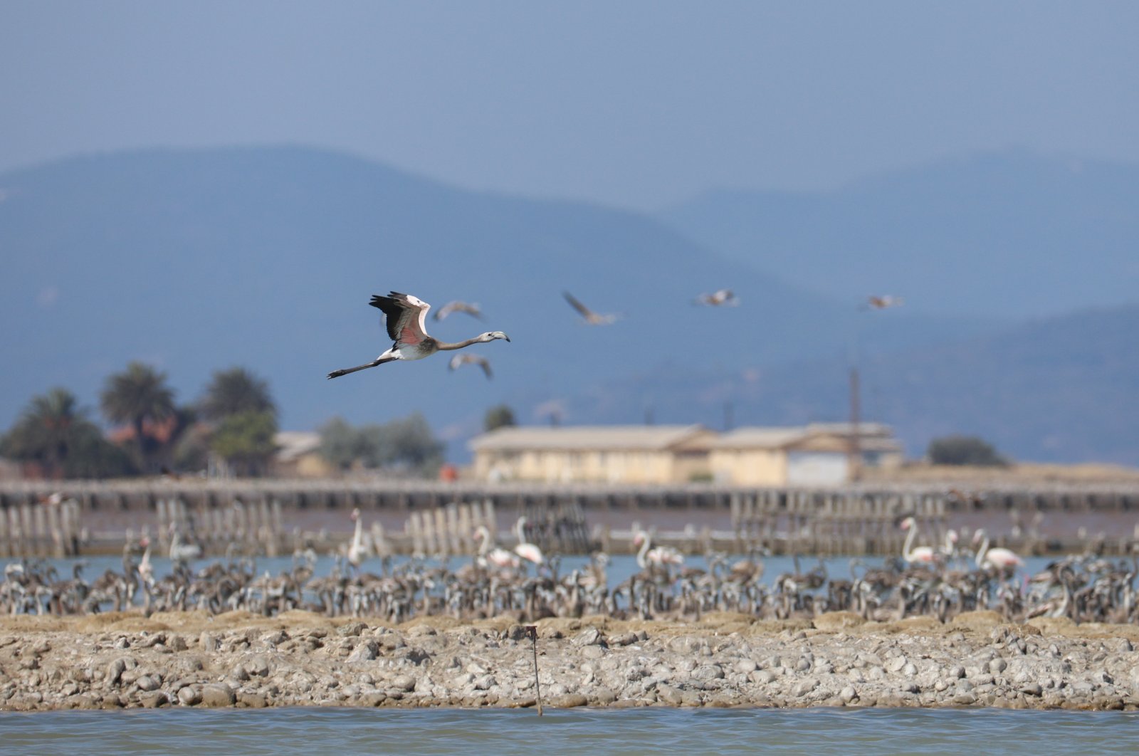 View of baby flamingos in Gediz Delta, in Izmir, western Turkey, Aug. 4, 2022. (AA PHOTO) 