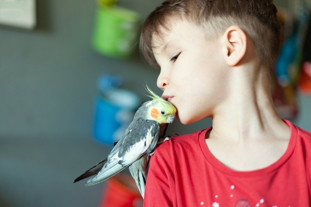 Child with a cockatiel on his shoulder. (Shutterstock Photo)