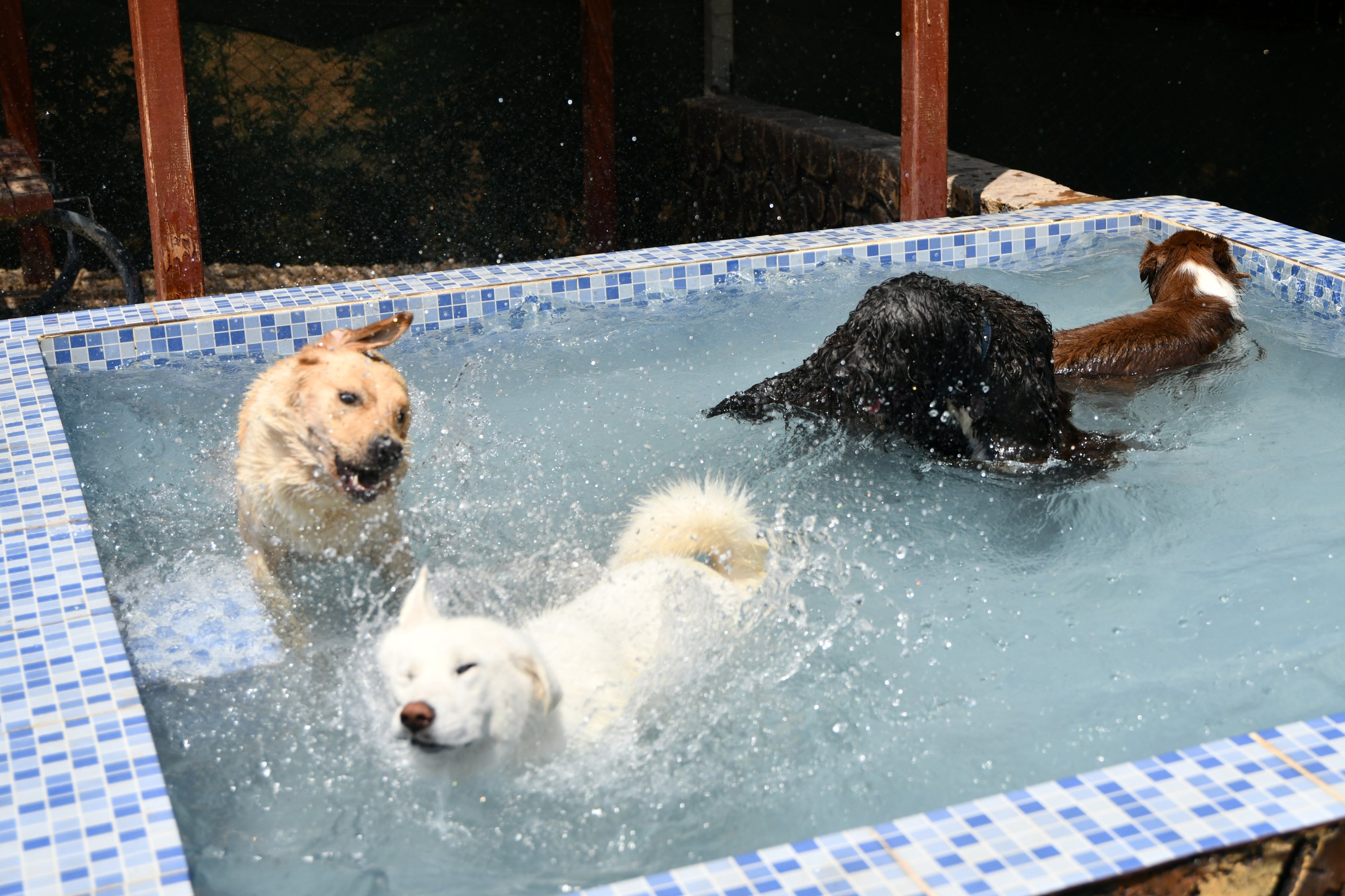 Hewan menikmati waktu di kolam renang di hotel hewan peliharaan, di Gaziantep, Turki selatan, 5 Agustus 2022. (AA PHOTO) 