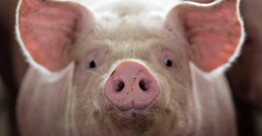 A pig, nearing market weight, stands in a pen at Duncan Farms in Polo, Illinois, U.S., April 9, 2018. (Reuters Photo)