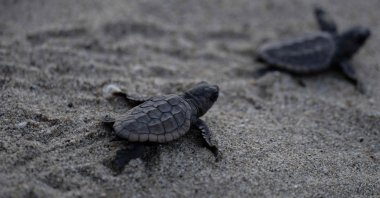 Turtle hatchlings of the endangered loggerhead species head to the ocean after being released by conservationists on El Puerto beach, in La Sabana, La Guaira State, Venezuela, July 29, 2022. (AFP Photo)