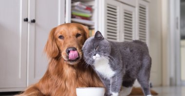 Companionship between british shorthair cats and golden retriever. (Shutterstock Photo)