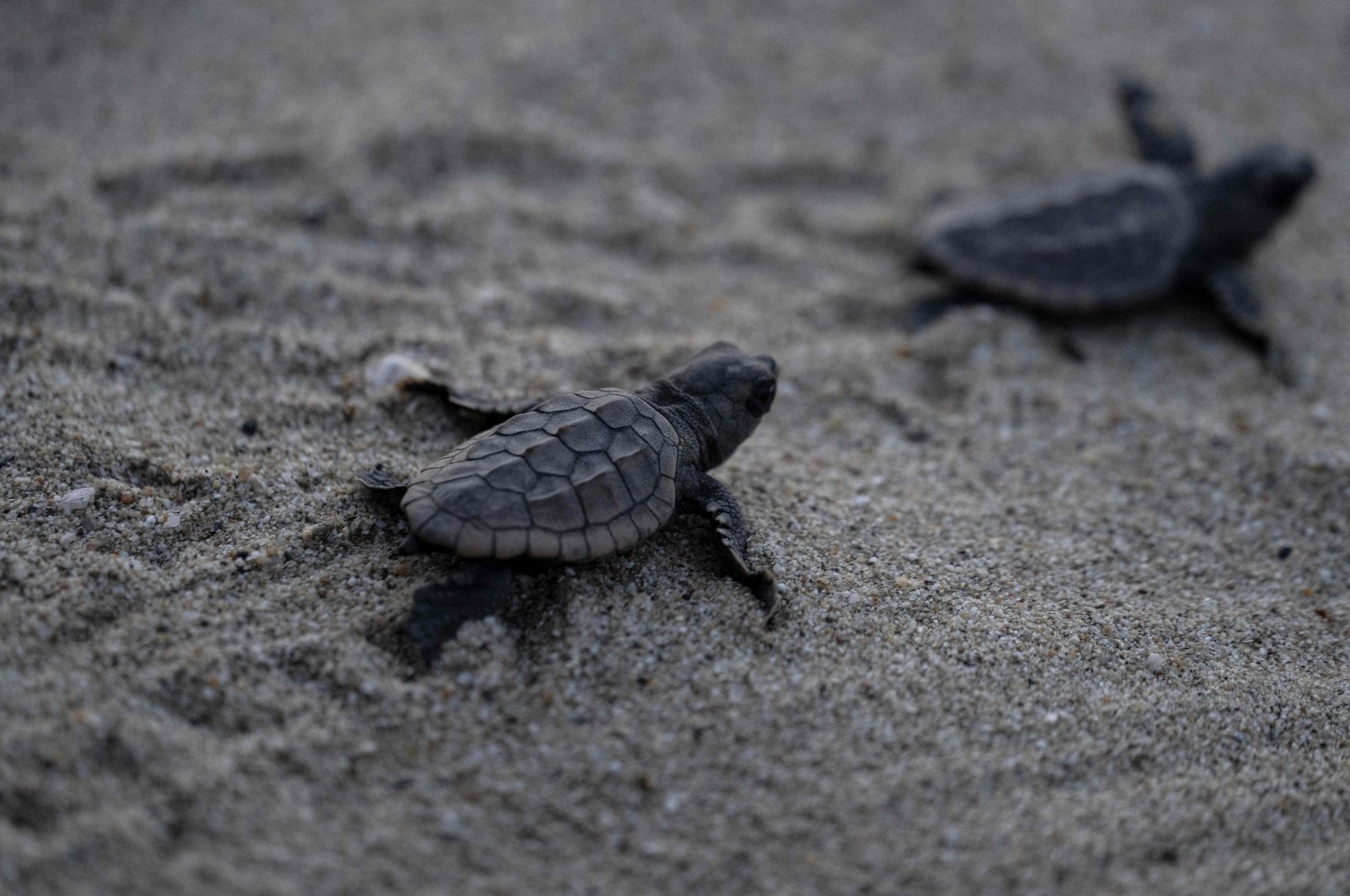 Turtle hatchlings of the endangered loggerhead species head to the ocean after being released by conservationists on El Puerto beach, in La Sabana, La Guaira State, Venezuela, July 29, 2022. (AFP Photo)