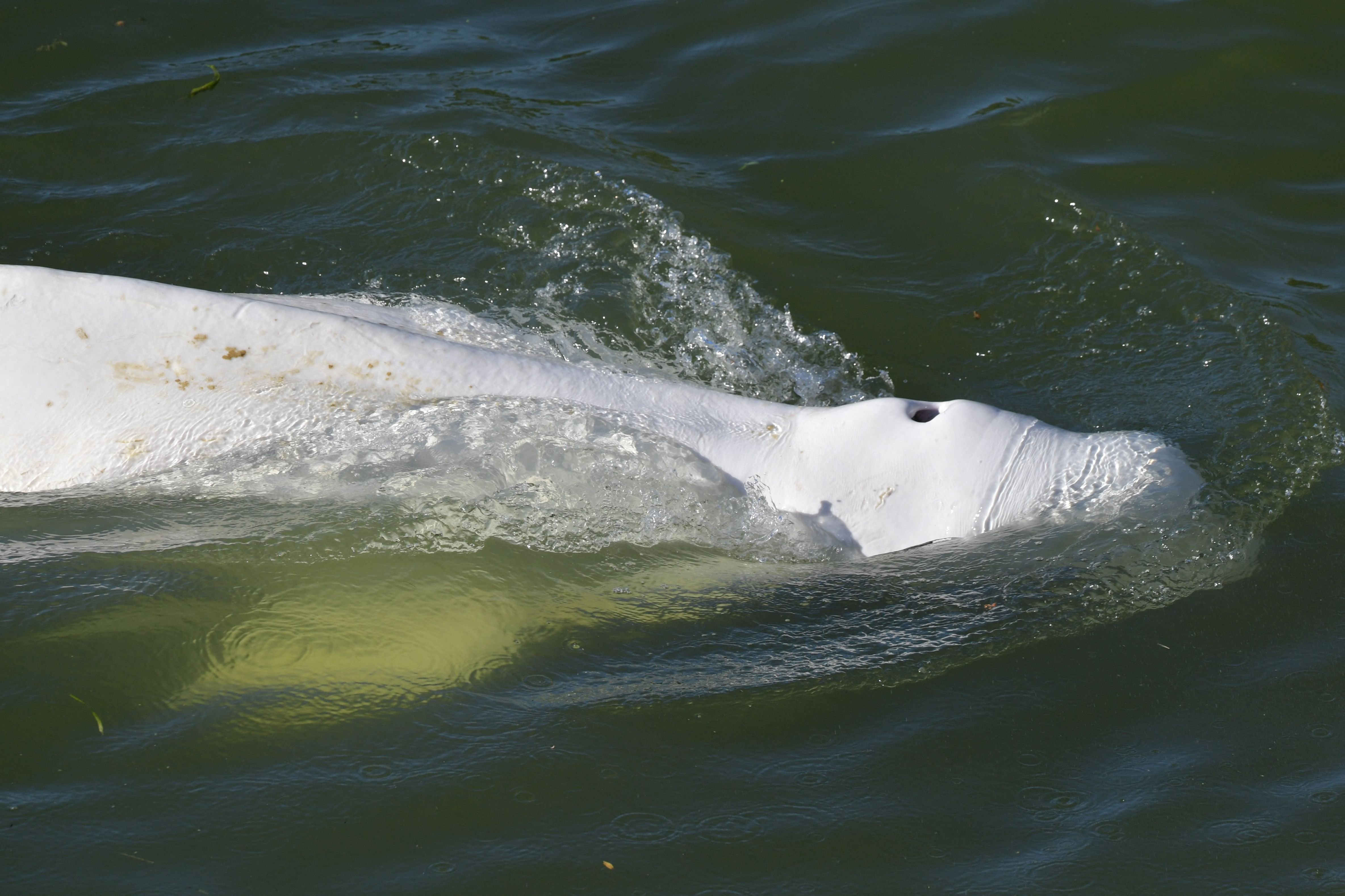 A beluga whale is seen swimming up France&#039;s Seine river, near a lock in Courcelles-sur-Seine, western France, Aug. 5, 2022. (AFP PHOTO)