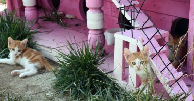 Cats in Cat Village, in Kırıkkale, central Turkey, Aug. 8, 2022. (AA PHOTO) 