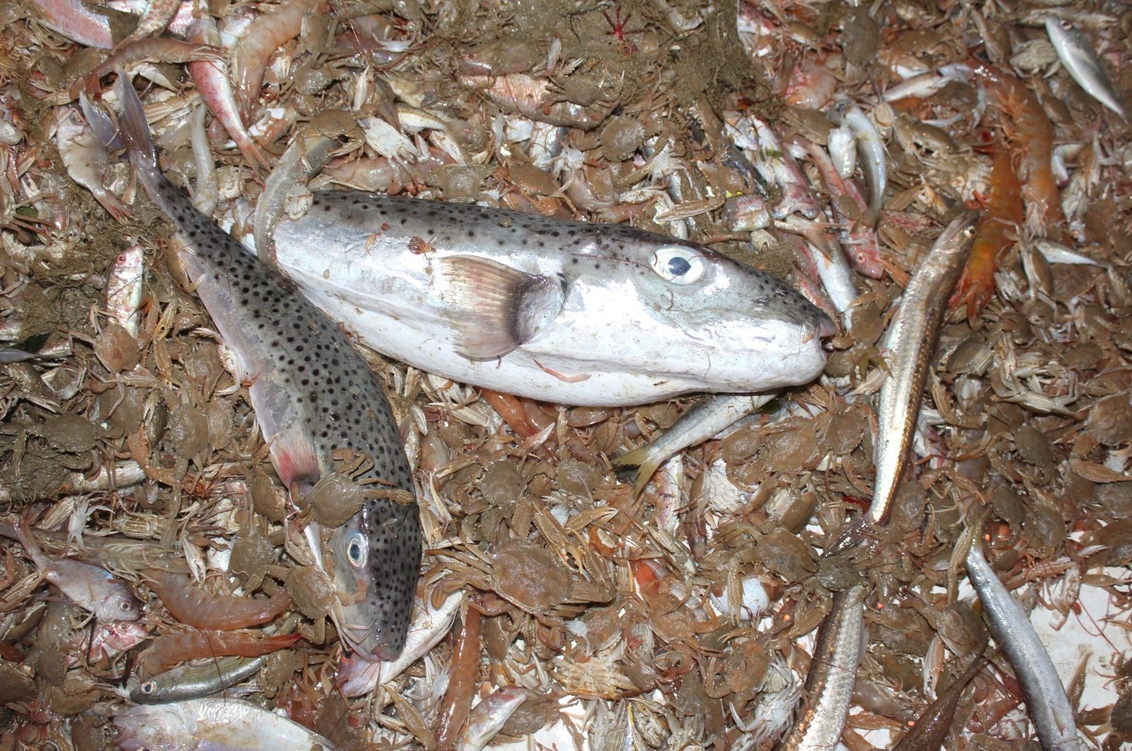 Melawan ikan kodok beracun dan invasif di Turki membuahkan hasil