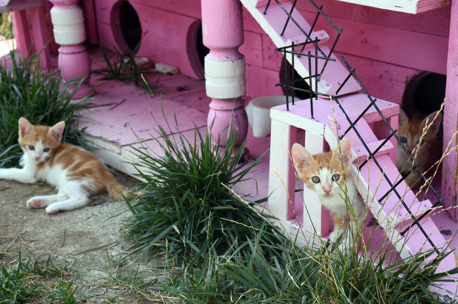 Cats in Cat Village, in Kırıkkale, central Turkey, Aug. 8, 2022. (AA PHOTO) 
