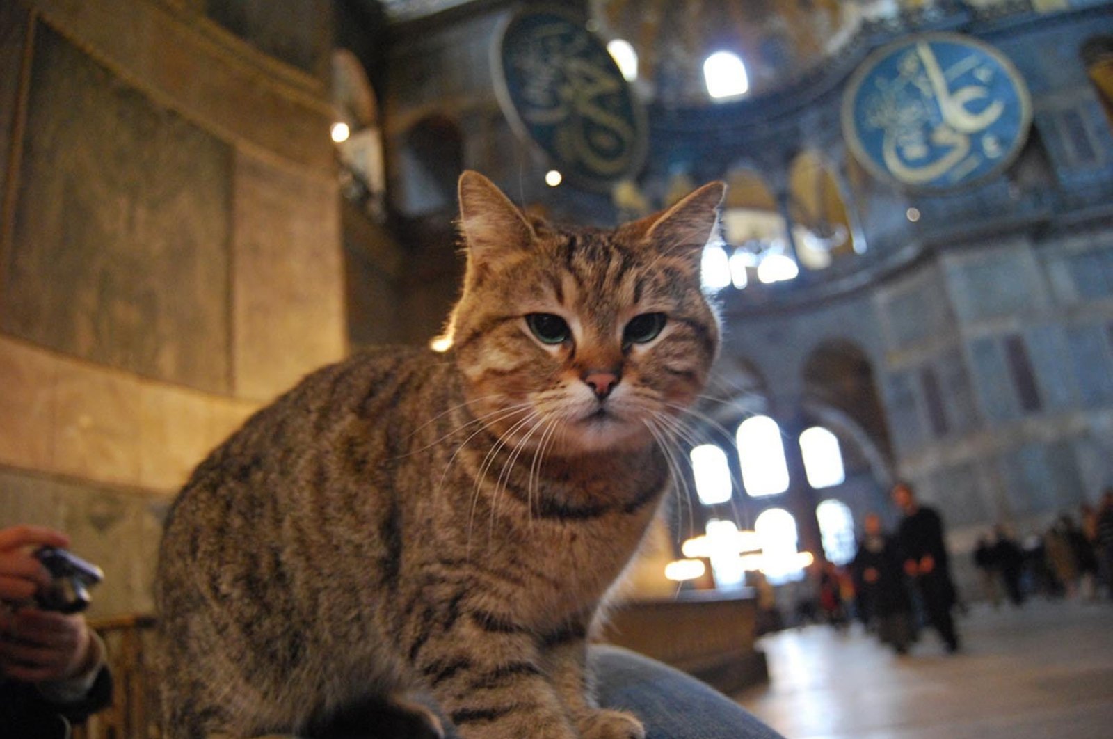Cattitude 10 Turkish cats that stole headlines Daily Sabah