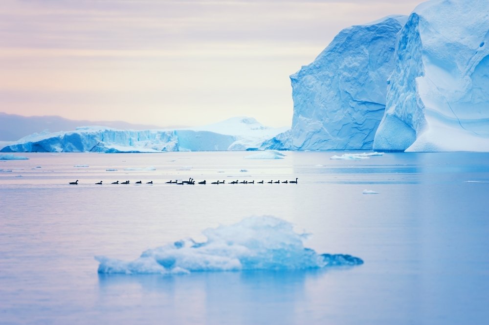 Sekawanan bebek mengapung di antara gunung es di Greenland.  (Foto Shutterstock)