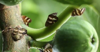 Vampire butterflies on the branch of a fig tree, in Istanbul, Türkiye, Aug. 7, 2022. (AA PHOTO)