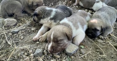 Puppies rest in the apple orchard, in Develi district of Kayseri, central Türkiye, Aug. 9, 2022. (AA PHOTO)
