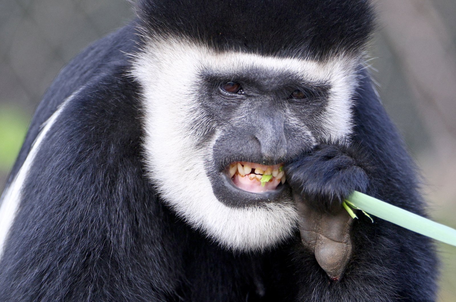A Colobus monkey bites into a blade of grass at London Zoo&#039;s new monkey valley enclosure in London, Britain, July 28, 2022. (Reuters Photo)