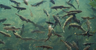 A school of carp swims in Abrahams Pond in Şanlıurfa, southeastern Türkiye. (Alamy Photo via Reuters)