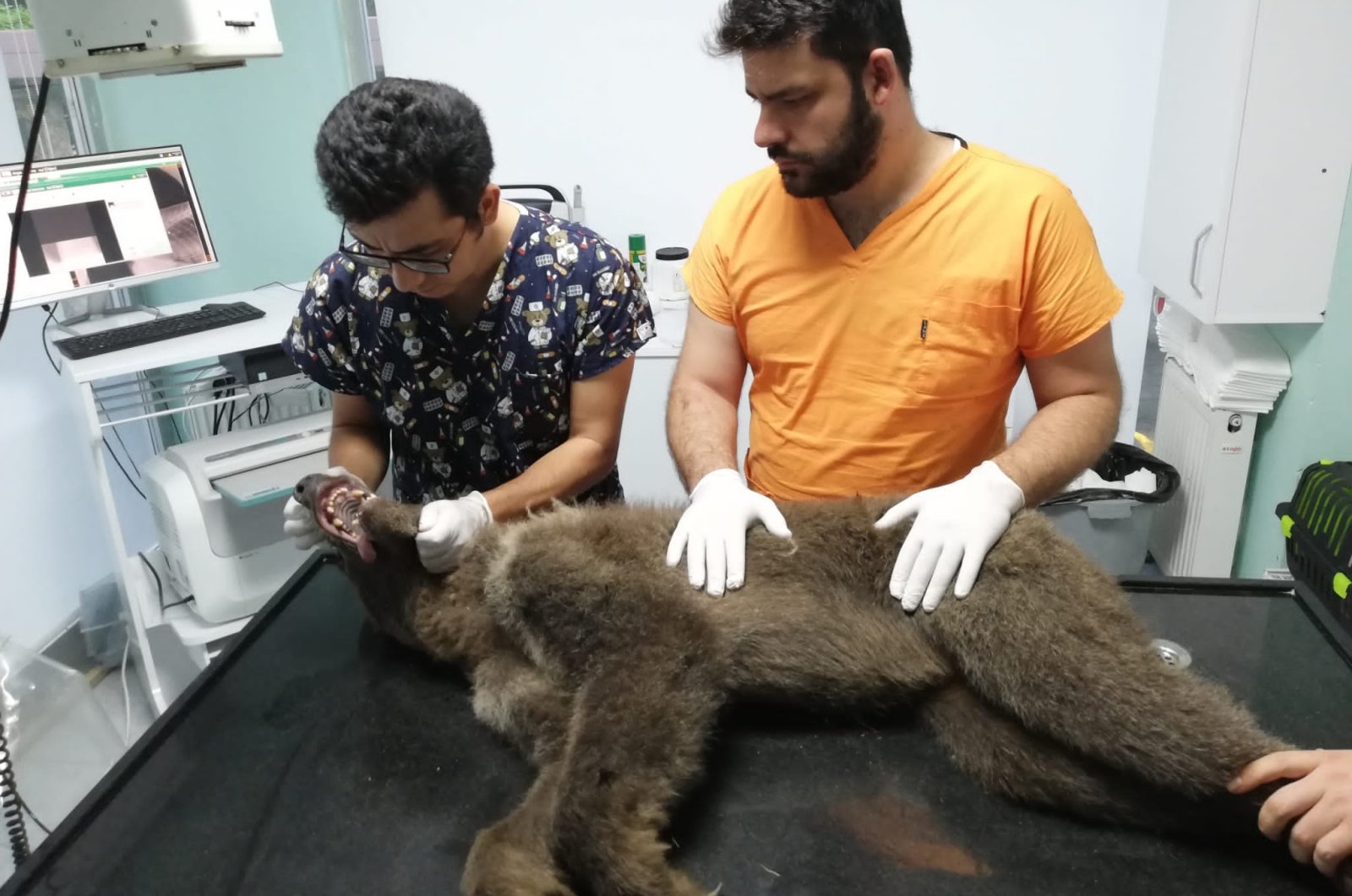 Beruang pemabuk madu mendapat bantuan di Türkiye