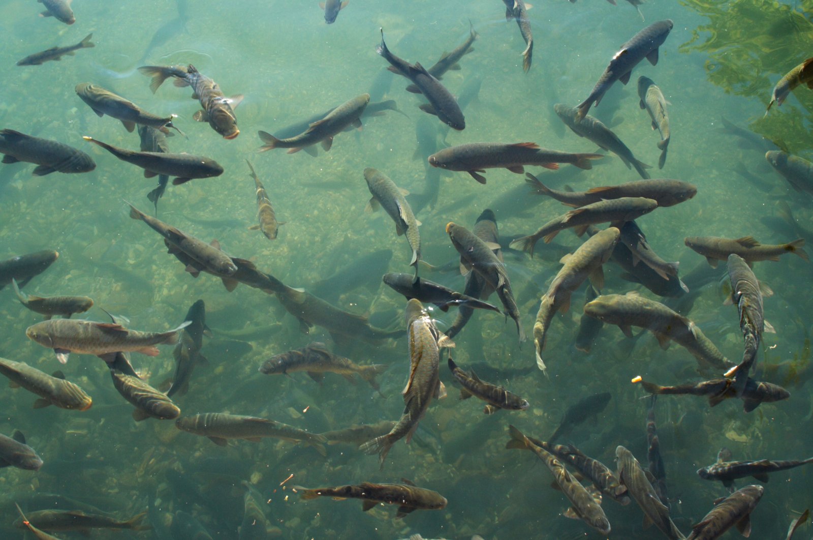 A school of carp swims in Abrahams Pond in Şanlıurfa, southeastern Türkiye. (Alamy Photo via Reuters)