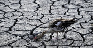 A goose looks for water in the dried bed of Lake Velence, in Velence, Hungary, Aug. 11, 2022. (AP Photo)