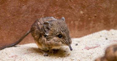 The round-eared elephant shrew (Macroscelides proboscideus) is seen in this photo. (ShutterStock Photo)