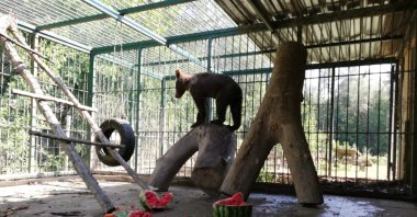 A view of the bear in her cage, in Düzce, northern Türkiye, Aug. 12, 2022. (AA PHOTO) 