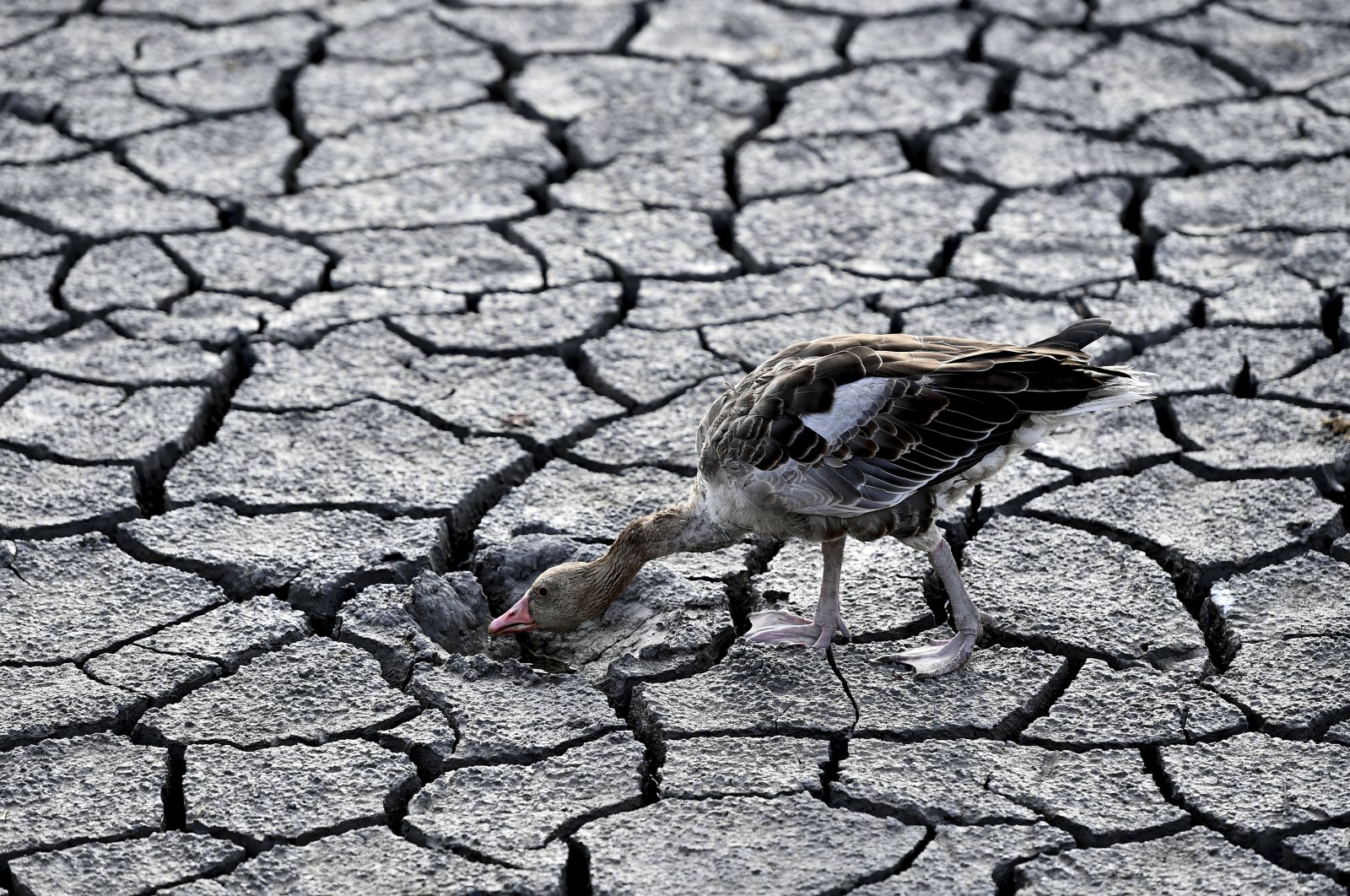 A goose looks for water in the dried bed of Lake Velence, in Velence, Hungary, Aug. 11, 2022. (AP Photo)