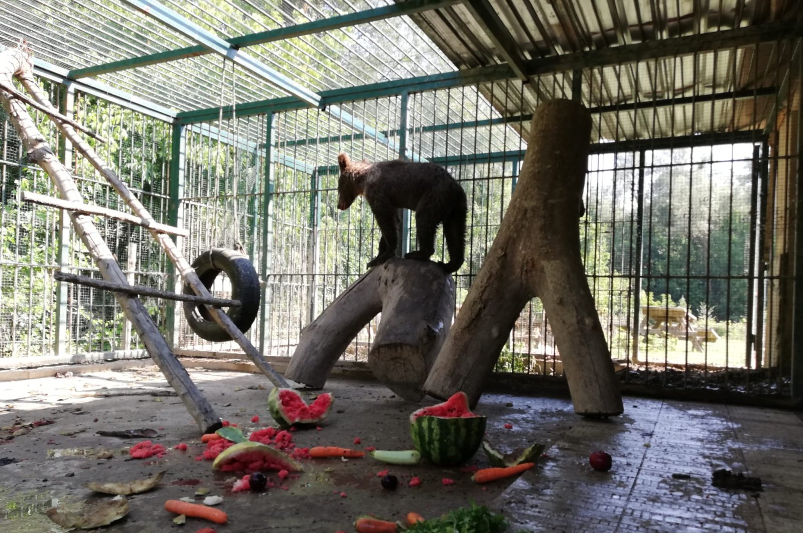 A view of the bear in her cage, in Düzce, northern Türkiye, Aug. 12, 2022. (AA PHOTO) 
