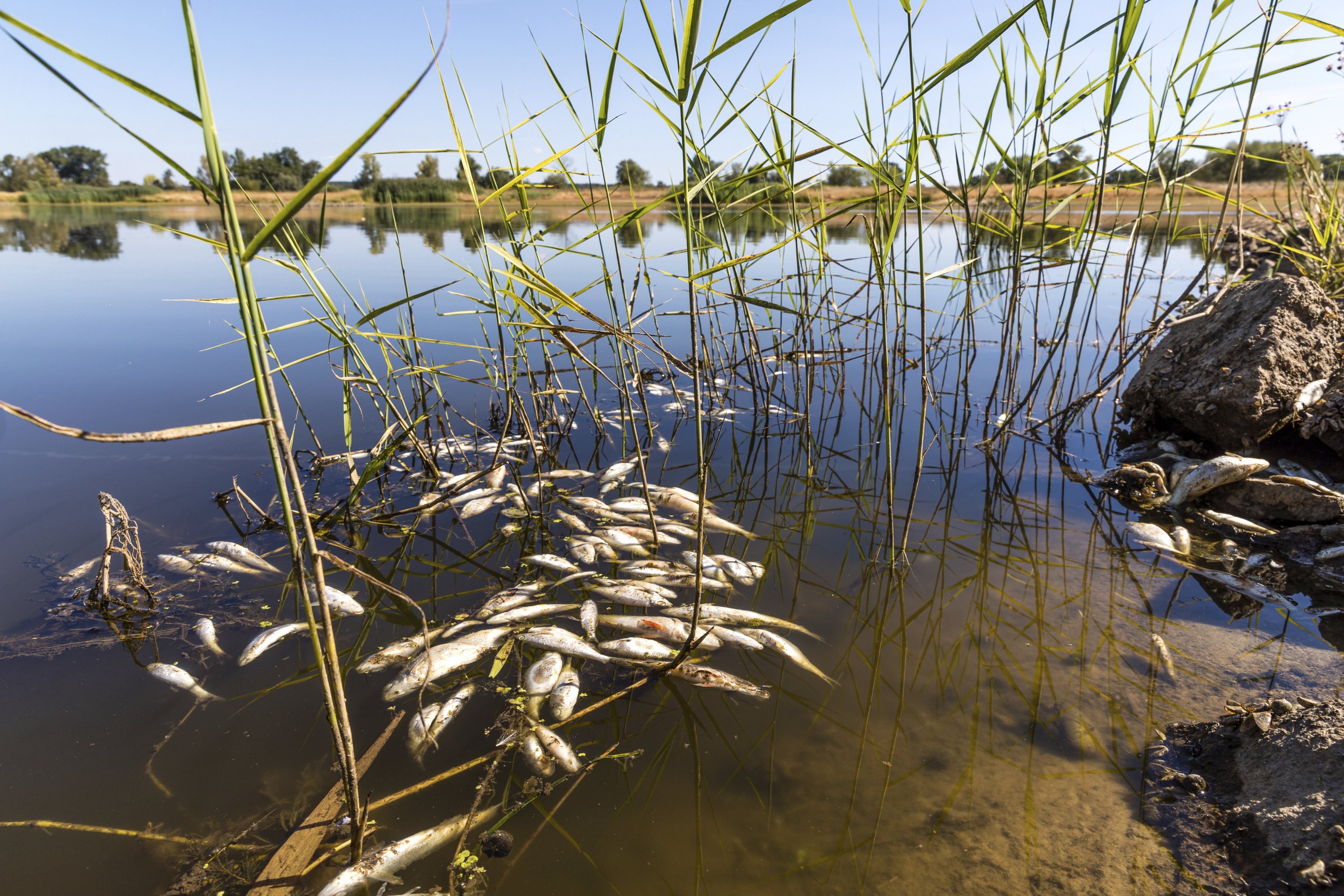 Ikan mati hanyut di Sungai Oder dekat Brieskow-Finkenheerd, Jerman timur, 11 Agustus 2022. (Frank Hammerschmidt/dpa via AP)