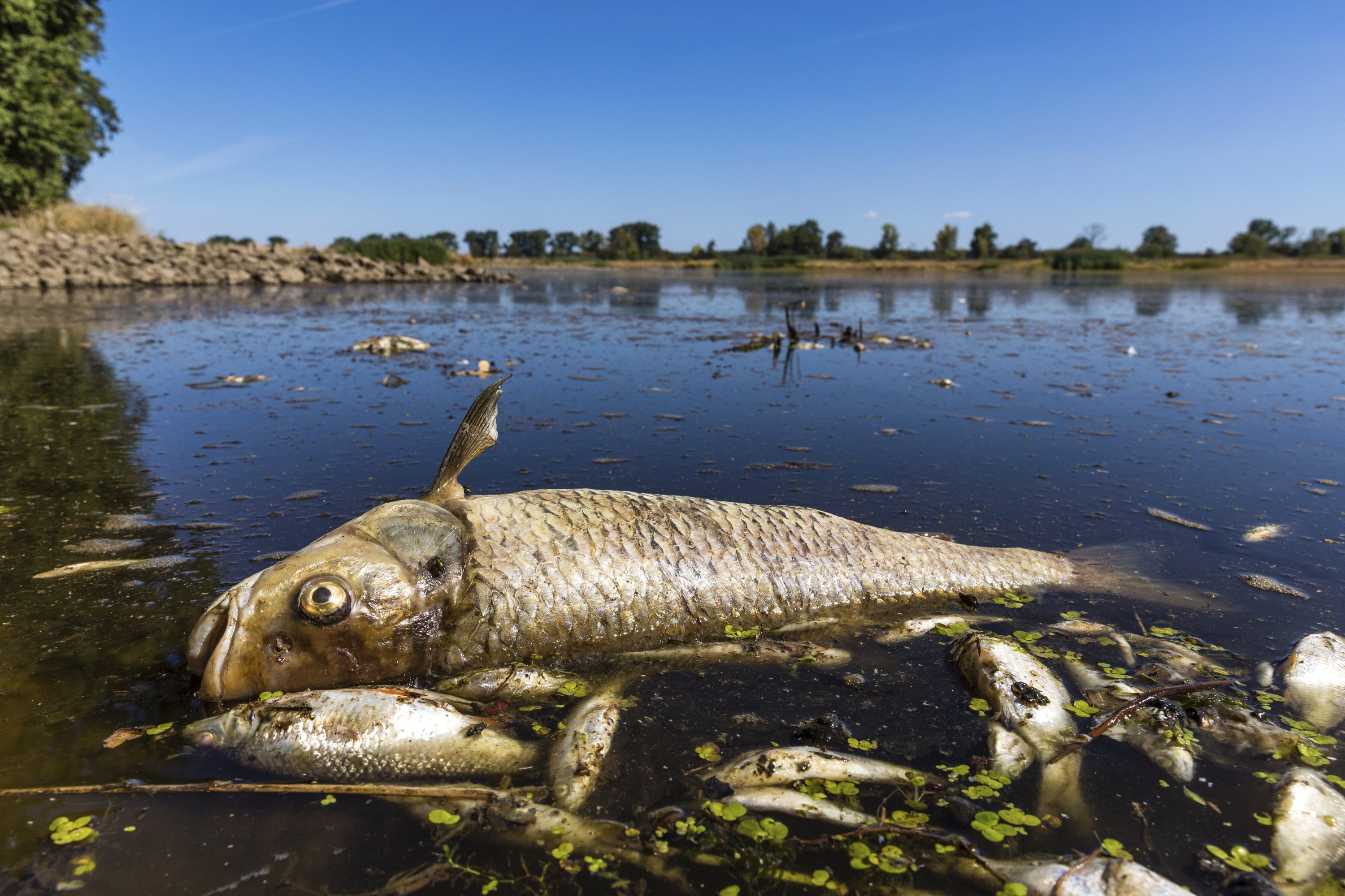 dead fish in water