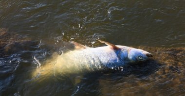 Dead fish in the Oder River in Kostrzyn, western Poland, Aug. 10, 2022 (EPA Photo)