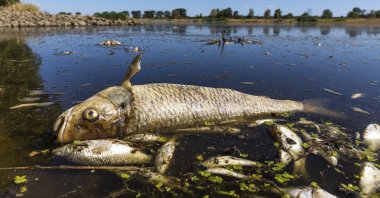 A dead chub and other dead fish float in the Oder River near Brieskow-Finkenheerd, eastern Germany, Aug. 11, 2022. Huge numbers of dead fish have washed up along the banks of the Oder River between Germany and Poland. (Frank Hammerschmidt/dpa via AP)