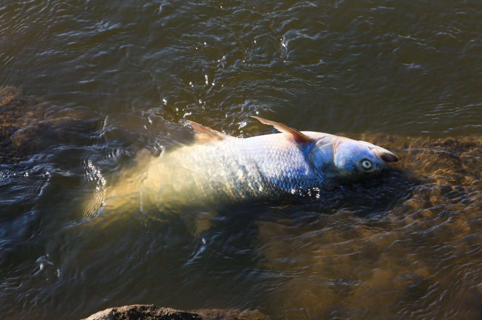 Dead fish in the Oder River in Kostrzyn, western Poland, Aug. 10, 2022 (EPA Photo)