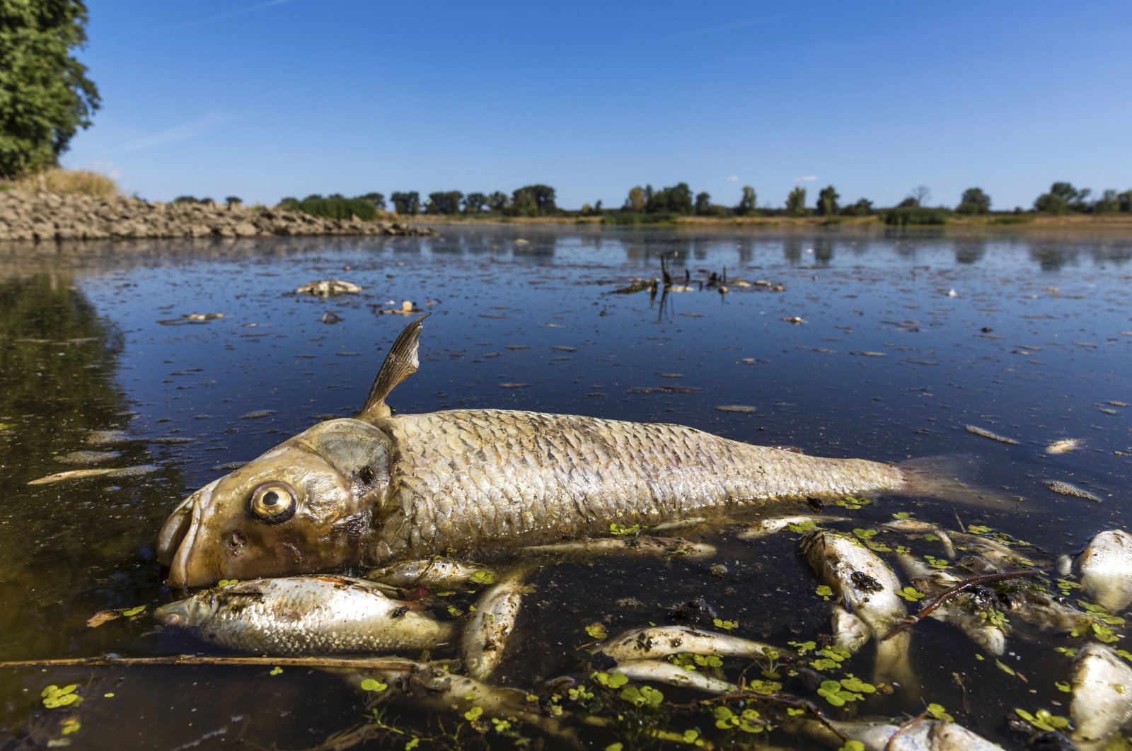 A dead chub and other dead fish float in the Oder River near Brieskow-Finkenheerd, eastern Germany, Aug. 11, 2022. Huge numbers of dead fish have washed up along the banks of the Oder River between Germany and Poland. (Frank Hammerschmidt/dpa via AP)