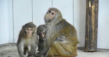 &quot;Nene&quot; the monkey hugs her adopted grandchildren, in Malatya, eastern Türkiye, Aug. 14, 2022. (AA Photo)