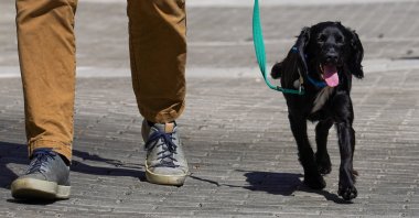 Black cocker spaniel called Harriet out on a walk with Centre Manager of Battersea Dogs and Cats Home, Steve Craddock, in London, Britain, Aug. 10, 2022. (Reuters Photo)