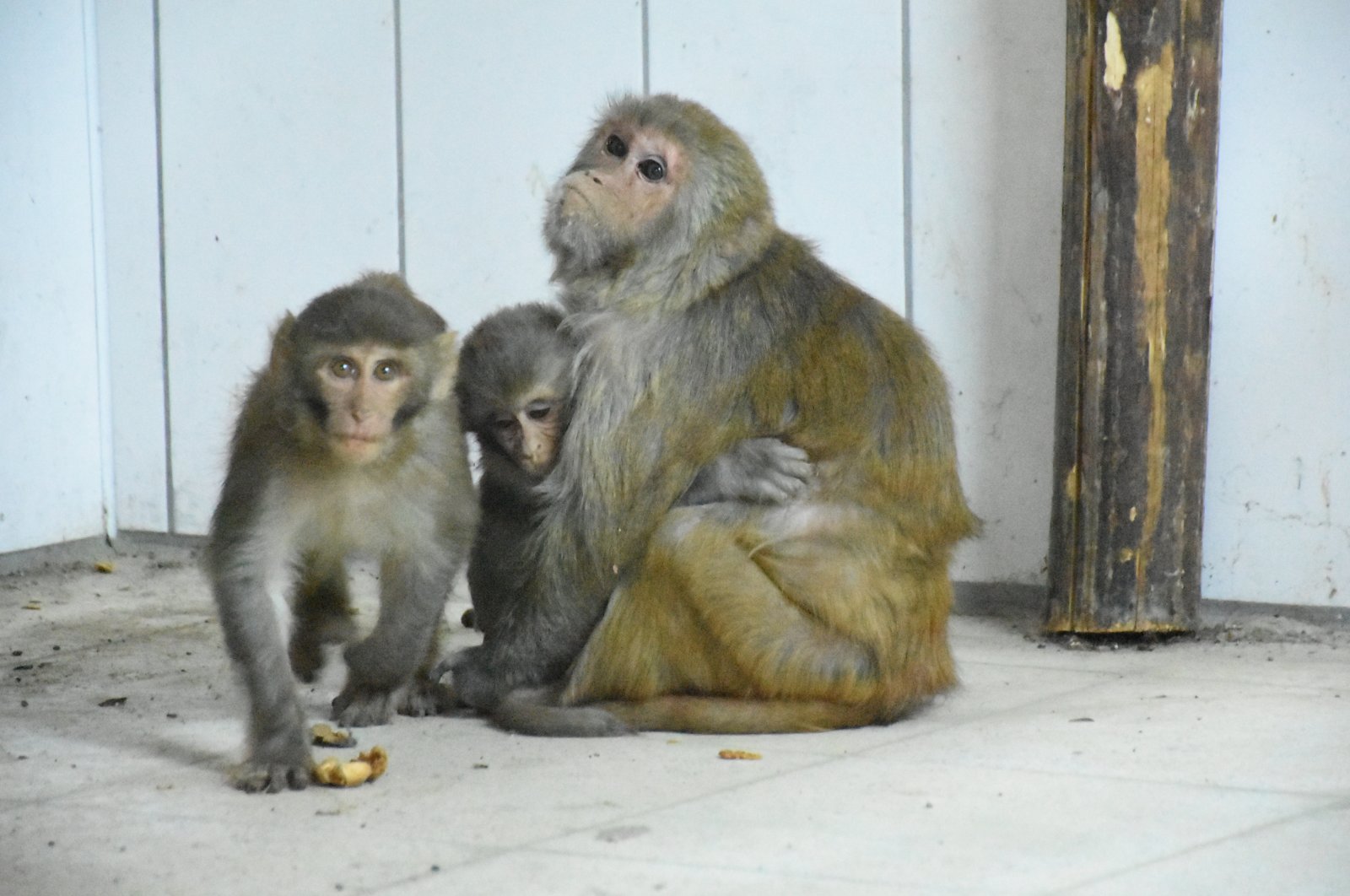 &quot;Nene&quot; the monkey hugs her adopted grandchildren, in Malatya, eastern Türkiye, Aug. 14, 2022. (AA Photo)