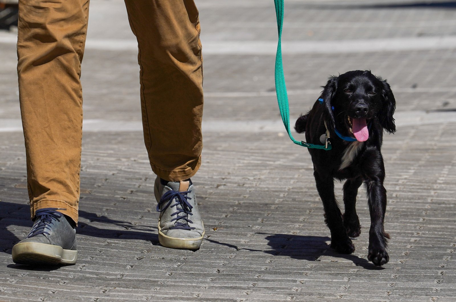 Black cocker spaniel called Harriet out on a walk with Centre Manager of Battersea Dogs and Cats Home, Steve Craddock, in London, Britain, Aug. 10, 2022. (Reuters Photo)