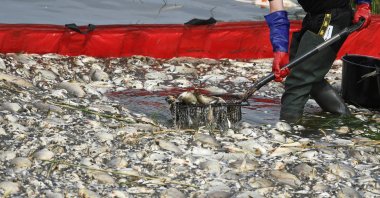 Dead fish are removed from the Oder river, as water contamination is believed to be the cause of a mass fish die-off, by the German border, in Krajnik Dolny, Poland, Aug. 13, 2022. (Reuters Photo)