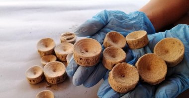 Spinal bones (vertebrae) belonging to two sharks and a stingray have been found in Patara, Antalya, Türkiye, Aug. 13, 2022. (AA Photo)