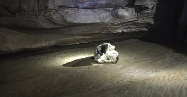 This photo provided by Gerry Keene shows a 13-year-old dog named Abby that was found by cavers on Aug. 6, 2022, at a cave in Perryville, Missouri. The dog’s owner said she had been gone for nearly two months. She is regaining weight and healing. (Gerry Keene via AP Photo)