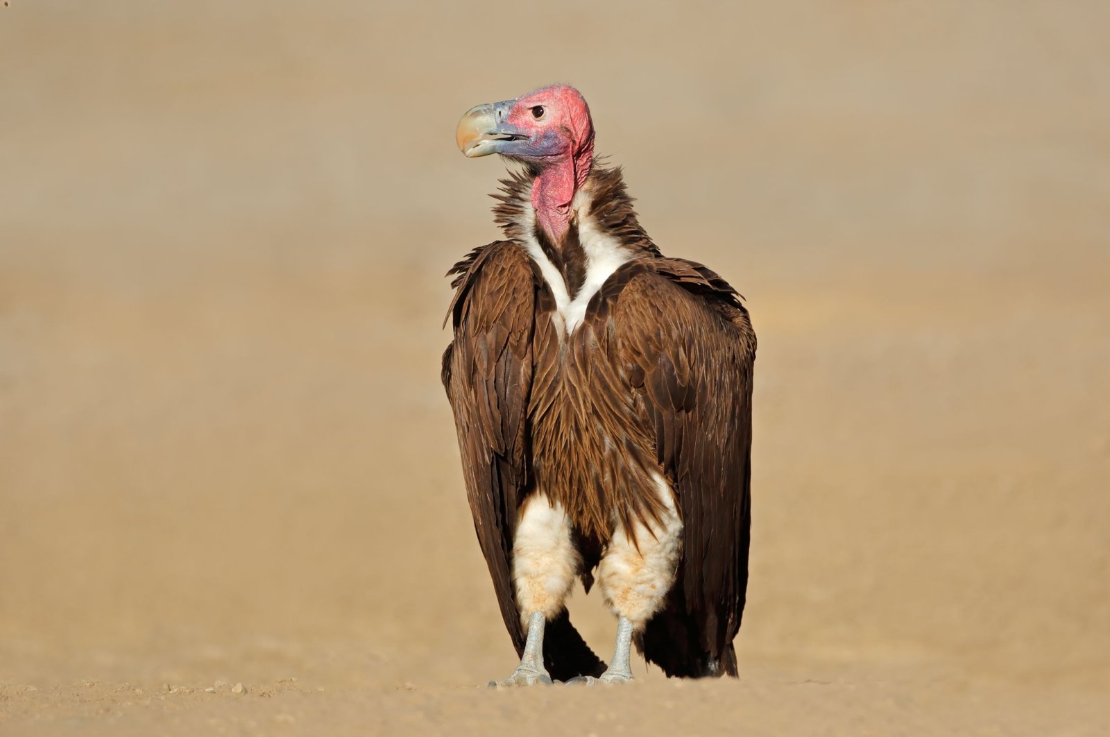 Vulture poisoning is not uncommon in wildlife-rich southern Africa, where they are targeted by poachers. (Shutterstock Photo)