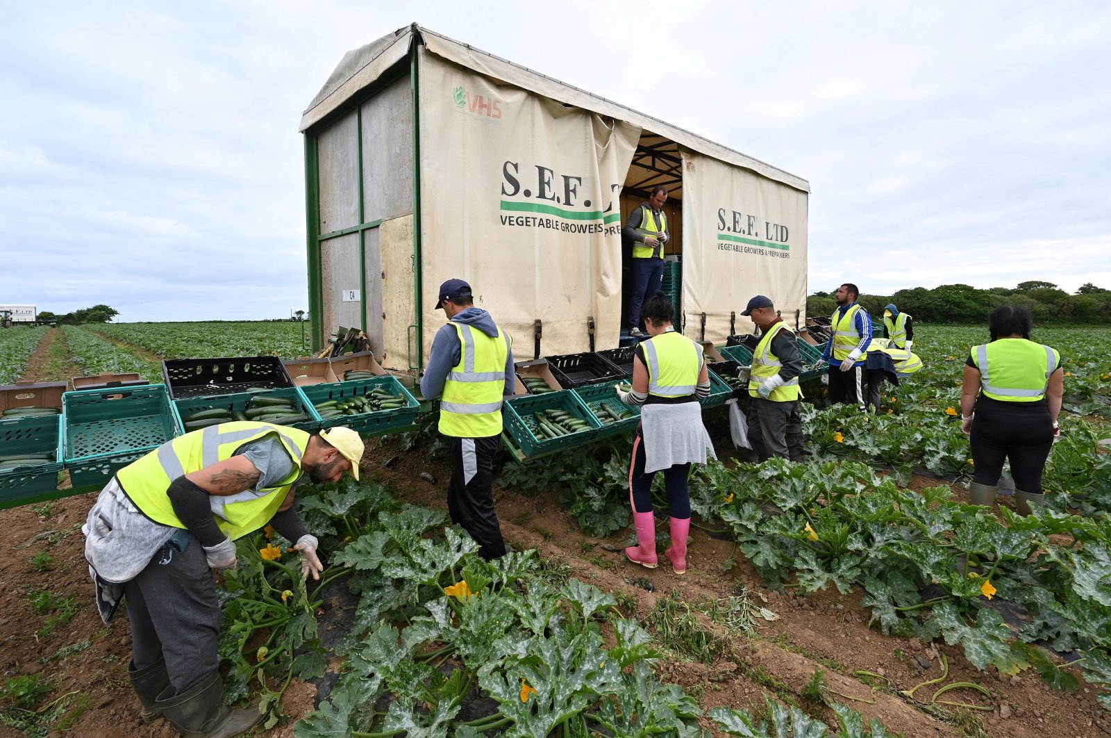 Vegetable pickers work to harvest zucchini at a farm in Hayle, Britain, June 13, 2022. (Reuters Photo)